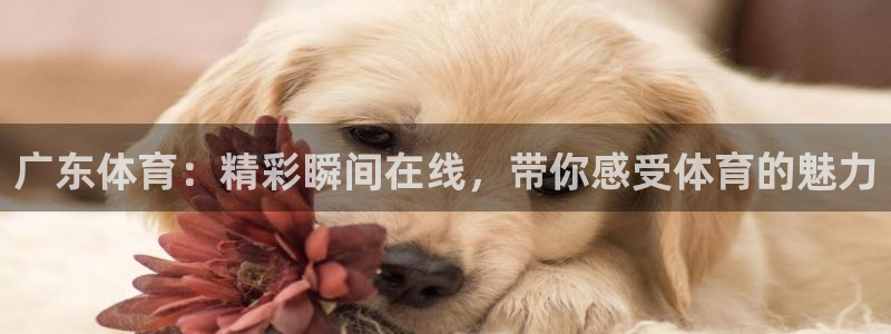 劲爆体育在线直播观看上海三打一：广东体育：精彩瞬间在线，带你感受体育的魅力