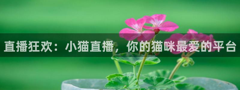 劲爆体育免费直播：直播狂欢：小猫直播，你的猫咪最爱的平台